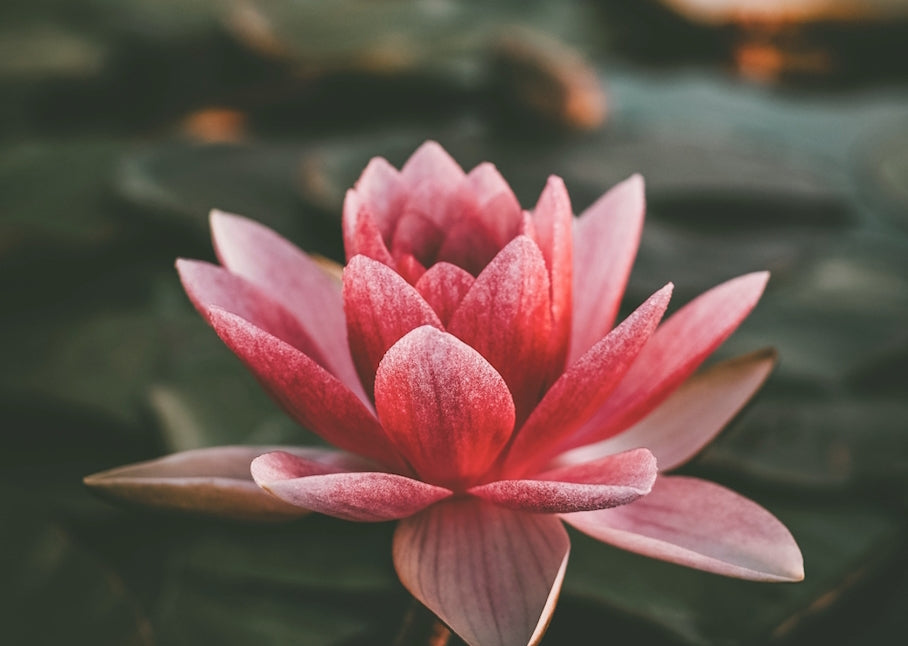 Manali Ayurveda und Wellness Behandlungen